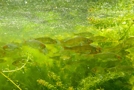 Freshwater Fish RS image.jpg